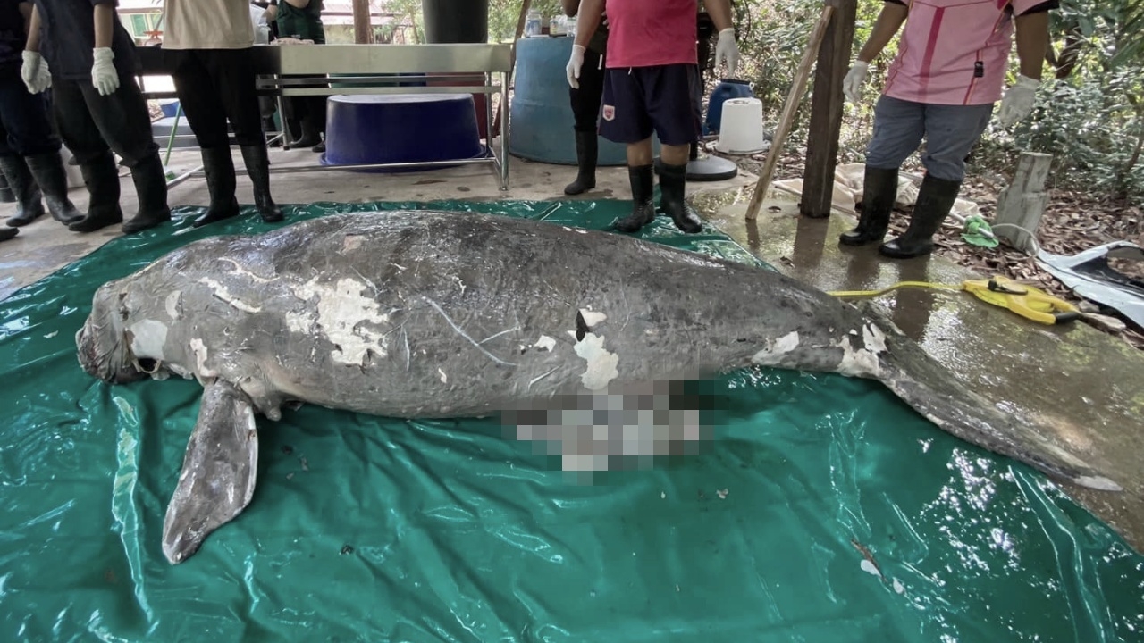 เผยผลชันสูตรซาก "พะยูน" เกยตื้นเกาะลันตา พบเศษเชือกภายในกระเพาะอาหาร