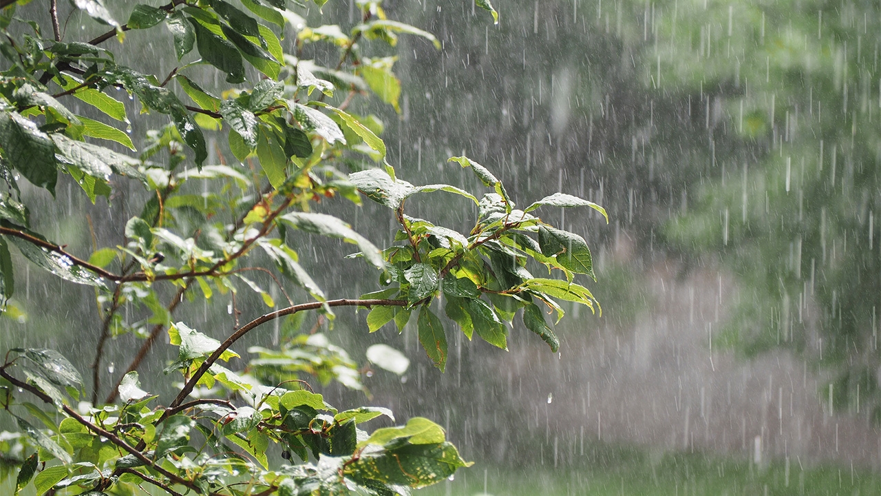 ฝนจะมาพร้อมลานีญา