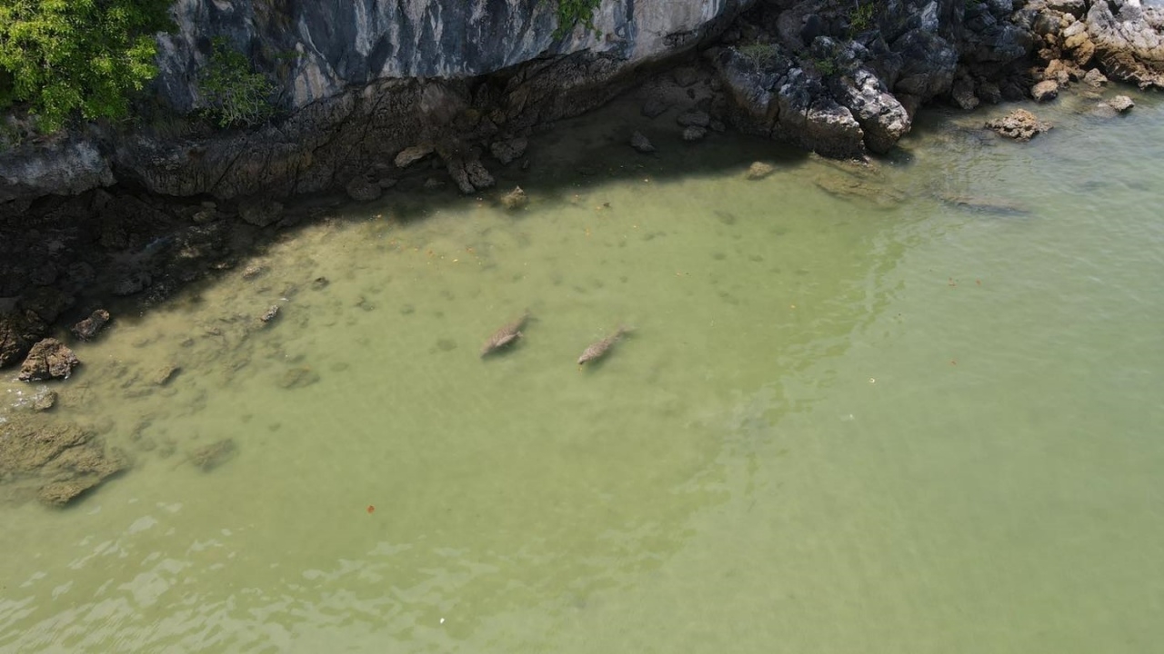 อุทยานฯ ประกาศขอความร่วมมือ "การเดินเรือ" หลังพบ "พะยูน" ที่หาดนพรัตน์ธารา