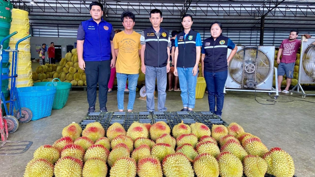 ผู้ว่าฯ ชุมพรคุมเข้มล้งทุเรียนแทบทุกวัน สกัดทุเรียนอ่อนด้อยคุณภาพต่างถิ่น