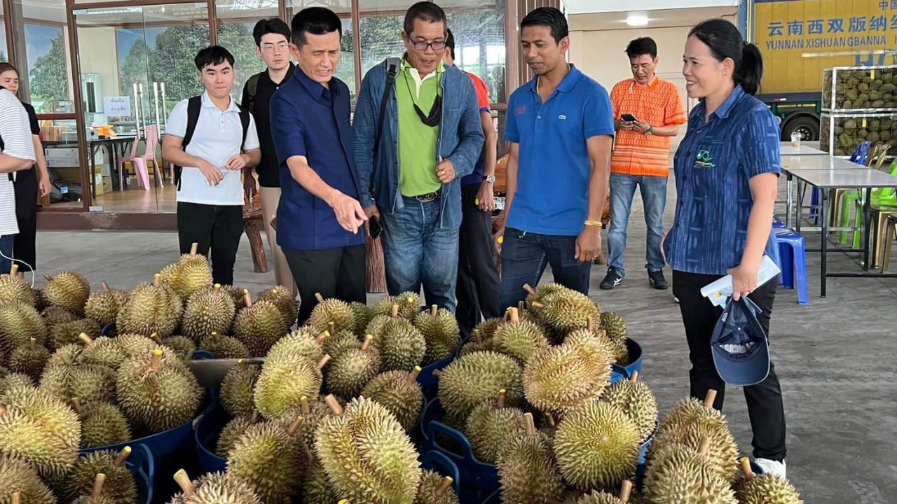 สื่อจีนเยี่ยมล้งชุมพร ติดตามการคัดแยกทุเรียนส่งออก ผู้ว่าฯ การันตีผลผลิตคุณภาพ