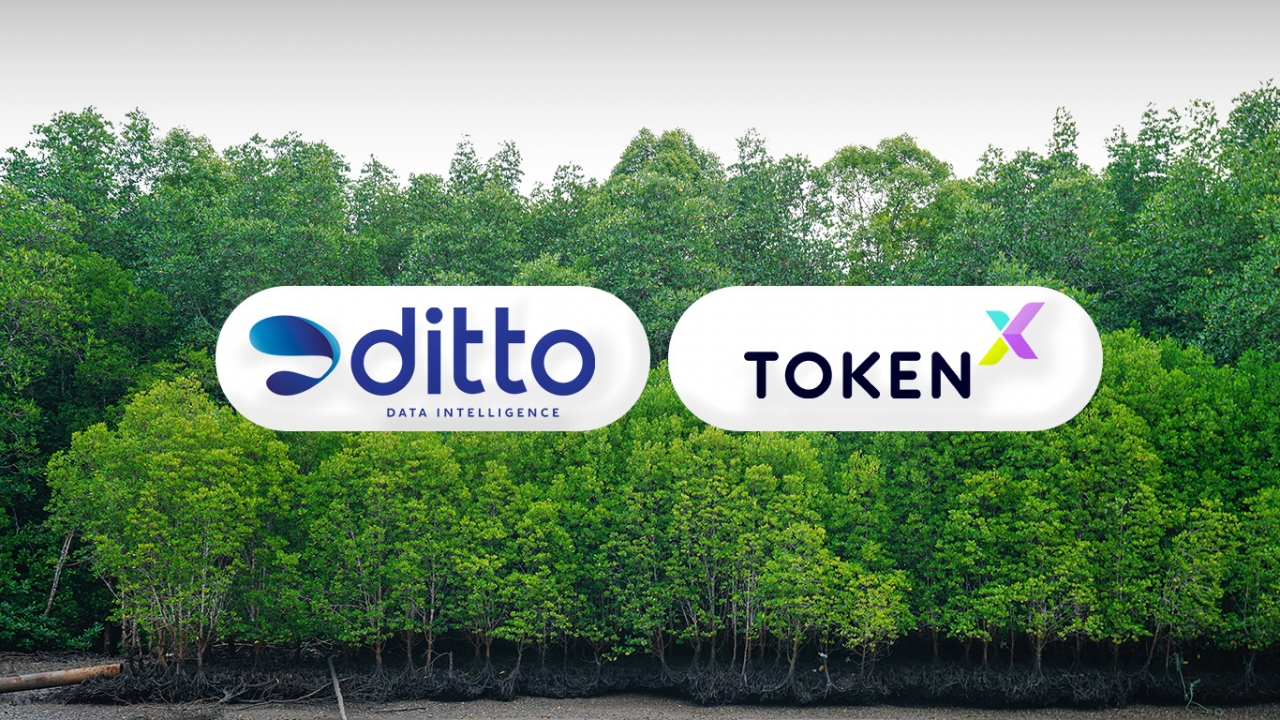 Token X จับมือ Ditto เตรียมออกโทเคนดิจิทัลลงทุนคาร์บอนเครดิต ระดมทุนปลูกป่าชายเลน เปิดตัวต้นปีหน้า