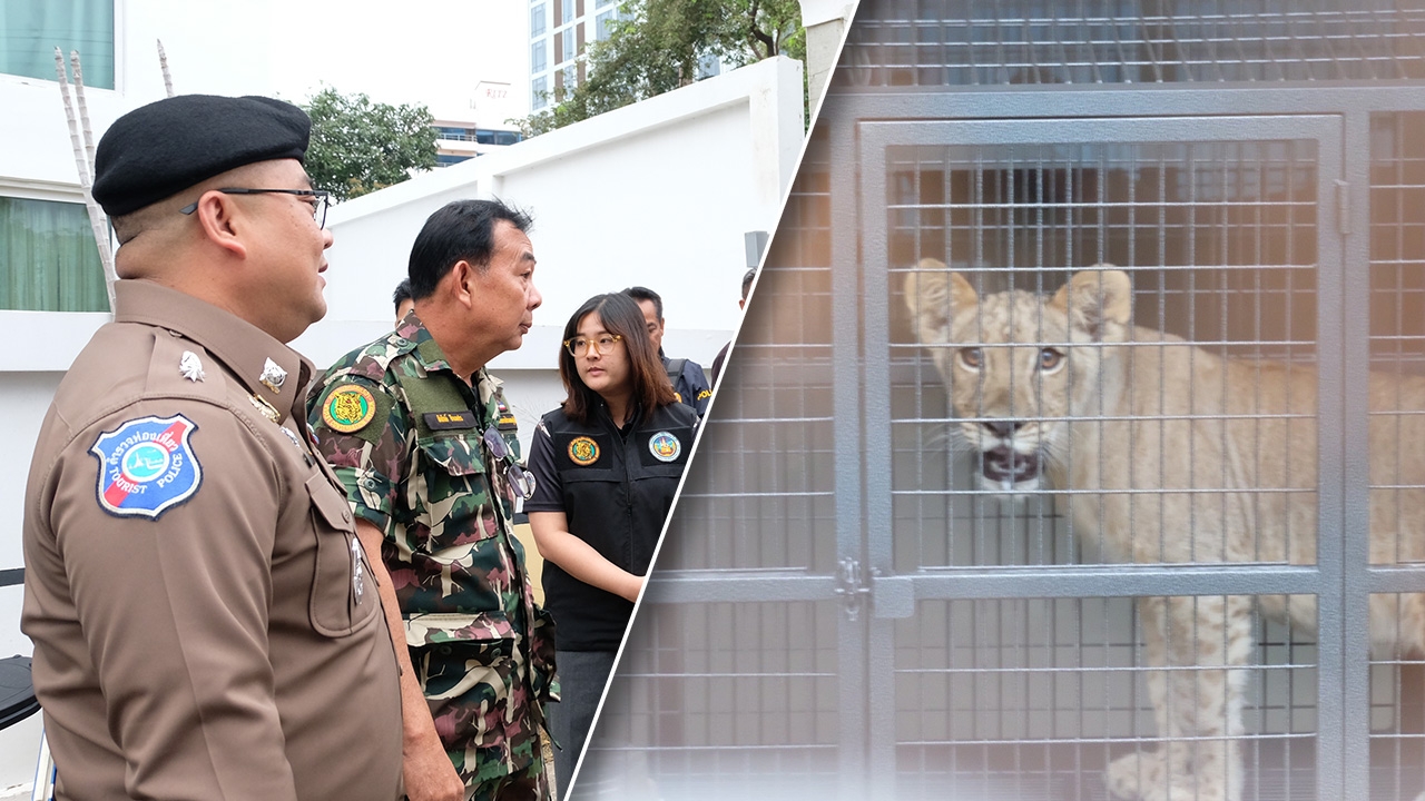 ส่อวุ่น "สิงโตนั่งเบนท์ลีย์" ชมวิวพัทยา กรมอุทยานฯ เตรียมยื่นเรื่องเอาผิด