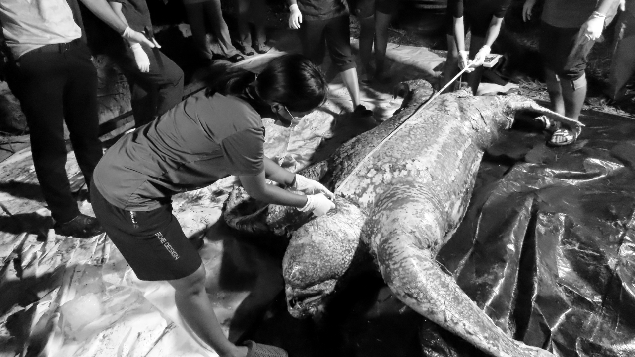 เปิดผลชันสูตร แม่เต่าถูกอวนรัดคอจมน้ำตาย พบไข่ที่สมบูรณ์ในท้อง 136 ฟอง