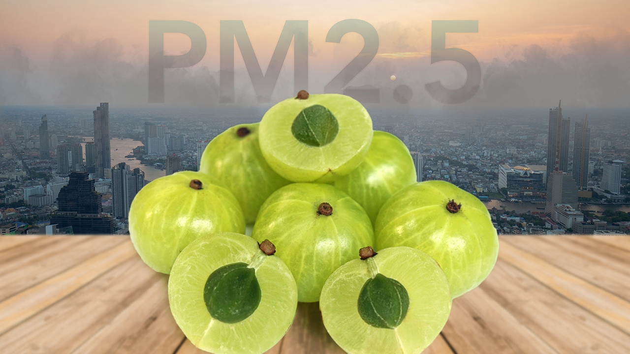 มะขามป้อม สมุนไพรตัวช่วยบรรเทาอาการฝุ่น PM 2.5 