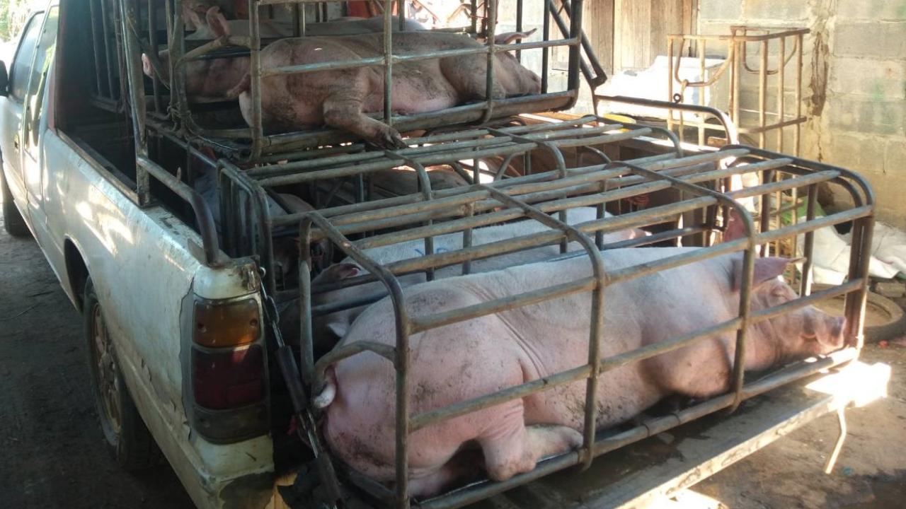 ผู้เลี้ยงหมูทั่วประเทศ ขอบคุณรัฐบาลเร่งปราบหมูเถื่อน ช่วยสร้างเสถียรภาพราคา