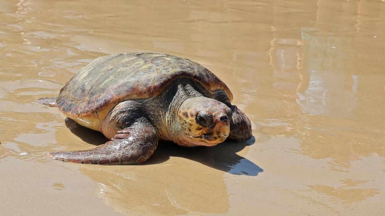 สุดสลด พบซากเต่าตนุถูกแทงตายเกลื่อนหาดญี่ปุ่น