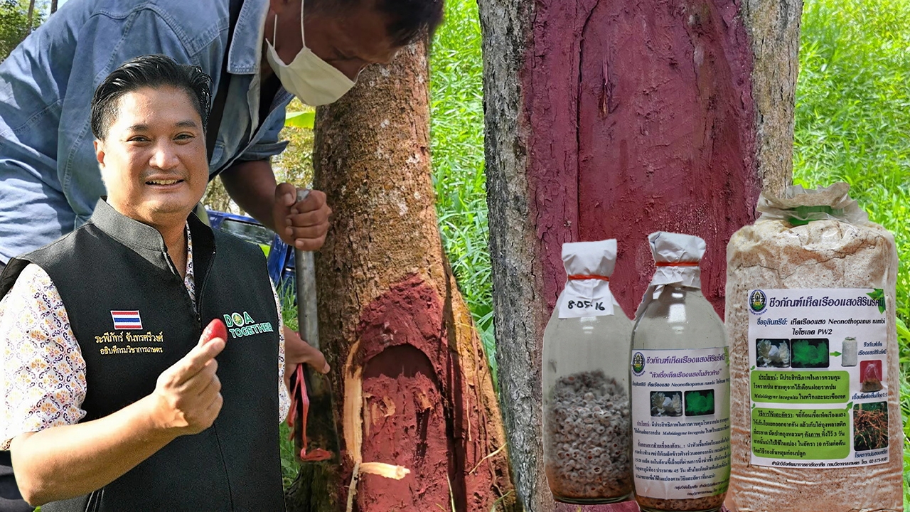 เห็ดเรืองแสงสิรินรัศมี พิชิตทุเรียนรากโคนเน่า