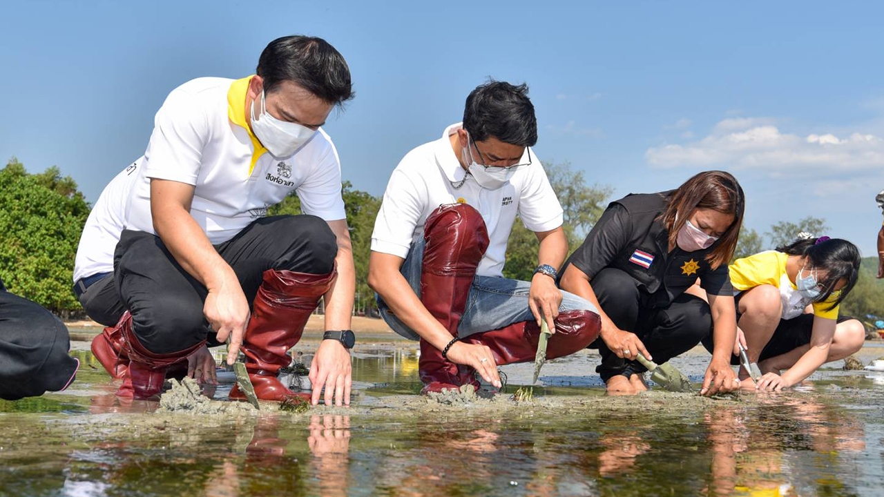 สิงห์อาสาจับมือ ม.บูรพา จันทบุรี ขยายพื้นที่หญ้าทะเลสร้างพื้นที่เพิ่มการดูดซับคาร์บอน ลดภาวะโลกรวน