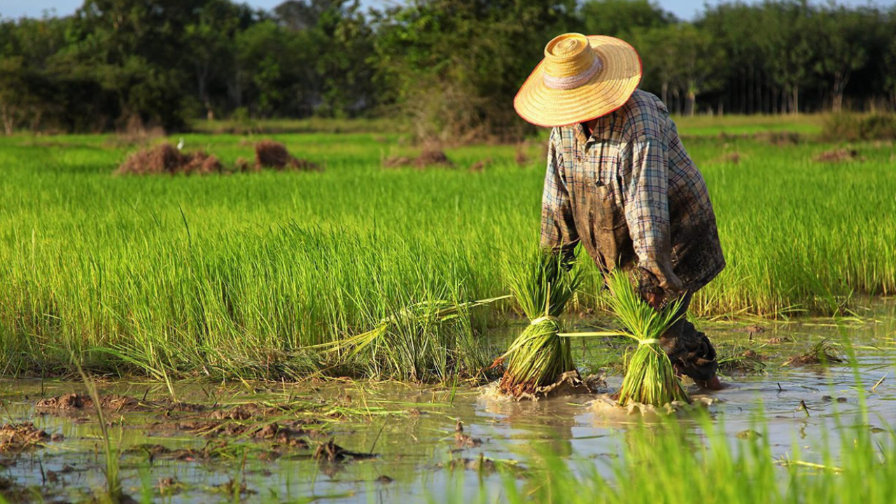 เคาะงบ 8.1 หมื่นล้านบาท เห็นชอบประกันรายได้ผู้ปลูกข้าว 4.68 ล้านครัวเรือน