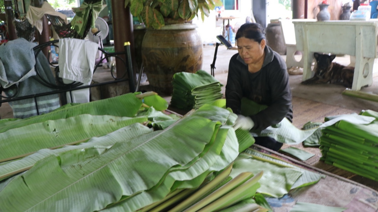 ชาวสวนอ่างทองเจอภัยแล้ง เครือกล้วยน้ำว้าไม่สมบูรณ์ เลยทิ้งเครือกล้วย ตัดใบขายแทน