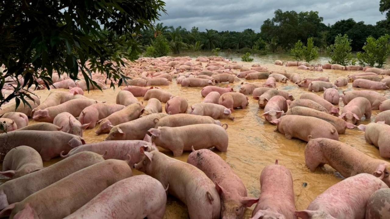 รมว.เกษตรฯ สั่งการกรมปศุสัตว์ ช่วยเกษตรกรขนย้ายหมูและไก่เนื้อ เหตุน้ำท่วมตราด