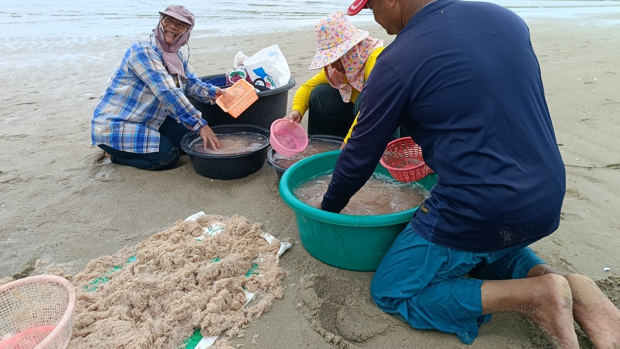 ชาวบ้านลาก "เคย" ได้กว่า 500 กก. ริมหาดหัวหิน เผยเมนูอร่อย นอกจากทำกะปิ