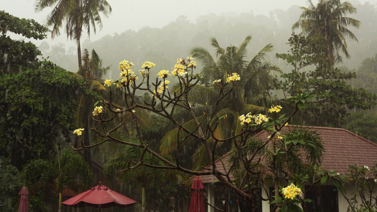 14-15 ธ.ค. ภาคใต้ฝั่งตะวันออก ระวังฝนหนัก โอกาสเกิดพายุมีน้อย