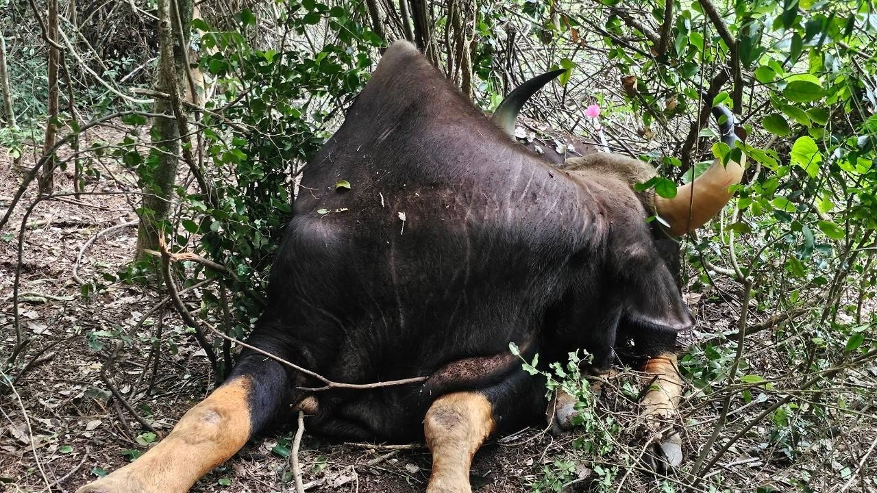 เจ้าหน้าที่อุทยานฯ กุยบุรี ตามช่วย "กระทิง" บาดเจ็บ ขาขวาถูกบ่วงสลิงรัด